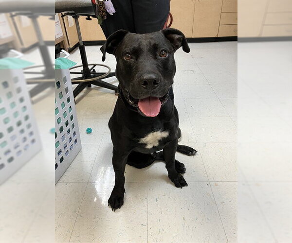 Medium Photo #1 American Pit Bull Terrier-Rhodesian Ridgeback Mix Puppy For Sale in Corpus Christi, TX, USA