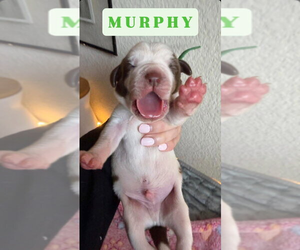 Medium Photo #3 Great Dane Puppy For Sale in Bullard, TX, USA