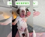 Small #2 Great Dane