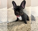 Small #1 French Bulldog