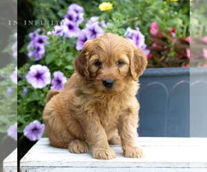 Goldendoodle Puppy for sale in LITITZ, PA, USA