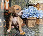 Small Photo #13 Mutt Puppy For Sale in Holly Springs, NC, USA