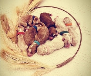 Goldendoodle (Miniature) Puppy for sale in OOLTEWAH, TN, USA