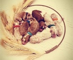 Small Goldendoodle (Miniature)