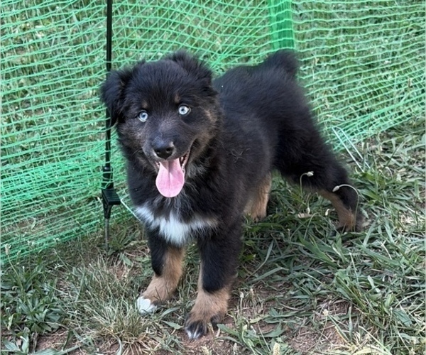 Medium Photo #23 Miniature American Shepherd Puppy For Sale in HURT, VA, USA