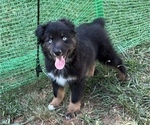 Small Photo #23 Miniature American Shepherd Puppy For Sale in HURT, VA, USA
