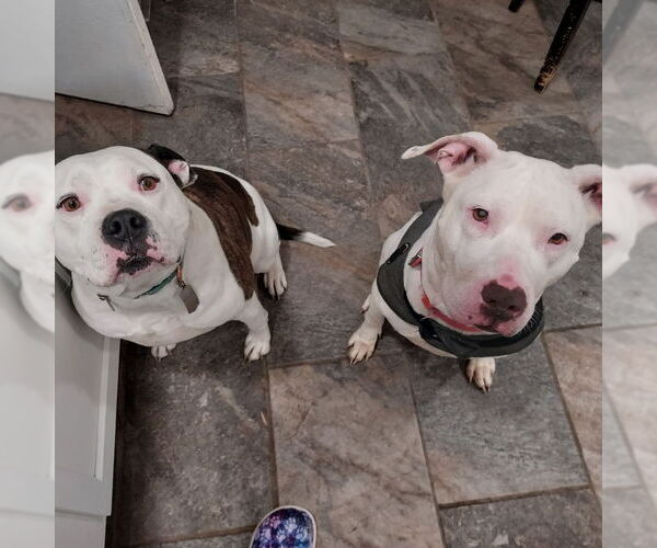 Medium Photo #21 American Pit Bull Terrier-Unknown Mix Puppy For Sale in Germantown, OH, USA