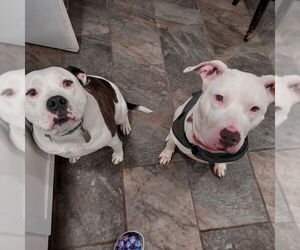 Mila May - Female American Pit Bull Terrier-Unknown Mix Dog for Adoption - Photo #21