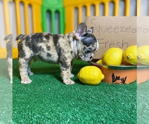 French Bulldog Puppy for sale in ATL, GA, USA
