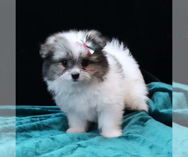 Medium Photo #2 Maltipom Puppy For Sale in ROCK VALLEY, IA, USA