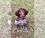 Puppy Pink Brittany
