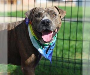 American Staffordshire Terrier Dogs for adoption in San Antonio, TX, USA