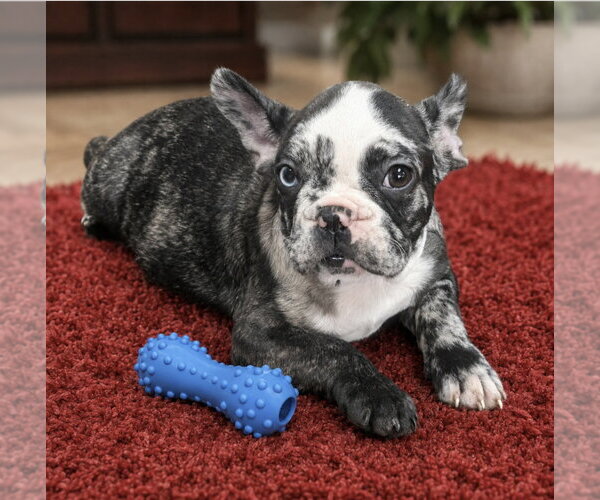 Medium Photo #1 French Bulldog Puppy For Sale in Bon Carbo, CO, USA