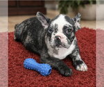Small French Bulldog