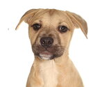 Small French Bulldog-Siberian Husky Mix