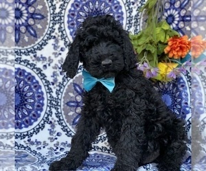 Poodle (Standard) Puppy for sale in LANCASTER, PA, USA