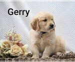 Litter of 4 - Male Golden RetrieverLitter of Puppies for Sale - Photo #16