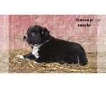 Small #13 Australian Cattle Dog-Border Collie Mix