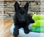 Small Photo #44 German Shepherd Dog Puppy For Sale in LENOIR, NC, USA