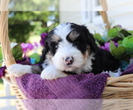 Small Photo #2 Miniature Bernedoodle Puppy For Sale in SHILOH, OH, USA