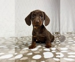 Small #5 Dachshund