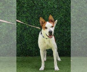 American Bulldog-Unknown Mix Dogs for adoption in Naples, FL, USA
