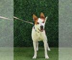 Small American Bulldog Mix