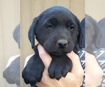 Small Photo #122 Labrador Retriever Puppy For Sale in OLYMPIA, WA, USA