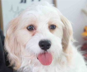 Cavachon Puppy for sale in RED LION, PA, USA