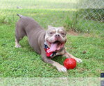 Small #3 American Bulldog-French Bulldog Mix