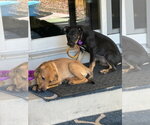 Small Photo #4 Labrador Retriever-Unknown Mix Puppy For Sale in Aurora, CO, USA