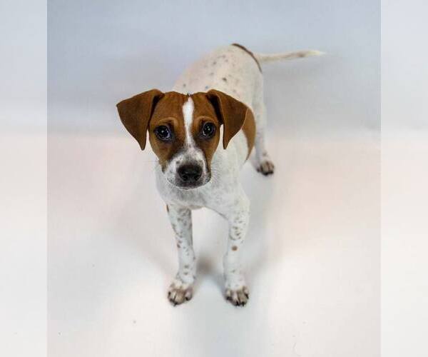 Medium Photo #6 Jack Russell Terrier-Unknown Mix Puppy For Sale in Kennesaw, GA, USA