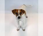 Small #5 Jack Russell Terrier Mix