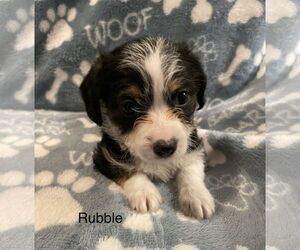 Mutt Dogs for adoption in Colorado Springs, CO, USA