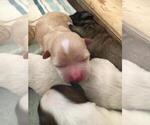 Small Photo #4 Coton de Tulear Puppy For Sale in HUNTINGTN BCH, CA, USA