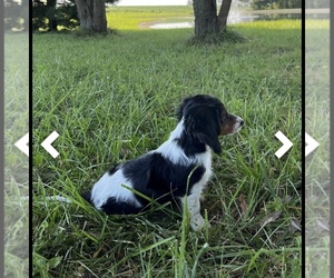 Dachshund Puppy for Sale in LOOGOOTEE, Indiana USA