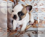 Small Photo #2 French Bulldog Puppy For Sale in W LINN, OR, USA