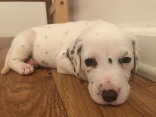 Dalmatian Puppy for sale in PIEDMONT, SC, USA