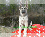 Small Photo #3 German Shepherd Dog Puppy For Sale in PIEDMONT, MO, USA