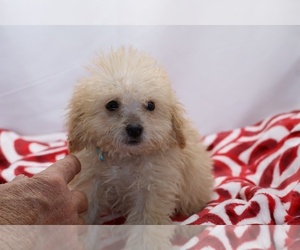 Poodle (Miniature) Puppy for sale in DYERSBURG, TN, USA