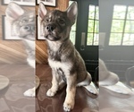 Puppy Sin Siberian Husky