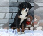 Small Bernese Mountain Dog