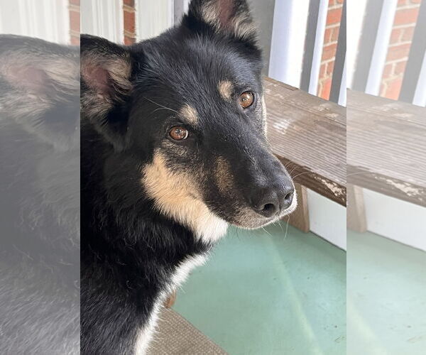 Medium Photo #1 German Shepherd Dog-Unknown Mix Puppy For Sale in Monkton, MD, USA