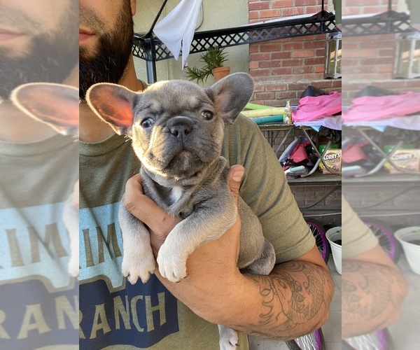 Medium Photo #3 French Bulldog Puppy For Sale in ATWATER, CA, USA