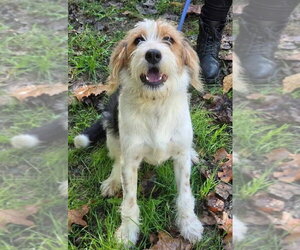 DJ - Male Mutt Dog for Adoption - Photo #2