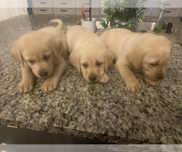 Medium Photo #1 Labrador Retriever Puppy For Sale in WEEKI WACHEE, FL, USA