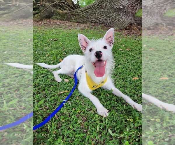Medium Photo #2 Jack Russell Terrier-Unknown Mix Puppy For Sale in Arcadia, FL, USA