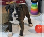 Small Photo #6 Boxer Puppy For Sale in SHIPSHEWANA, IN, USA