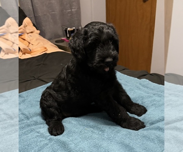 Medium Photo #7 Schnauzer (Giant) Puppy For Sale in BAXLEY, GA, USA