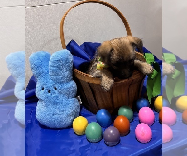 Medium Photo #2 Cairn Terrier Puppy For Sale in HASTINGS, NE, USA